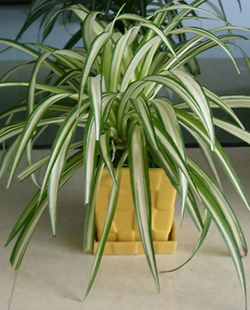 金心吊蘭（lán）