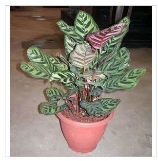 彩（cǎi）虹仙芋