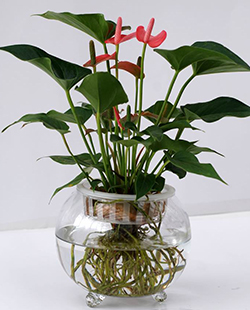 水培粉（fěn）掌