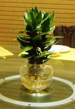 水培（péi）觀音竹