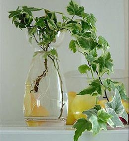水培（péi）常春藤