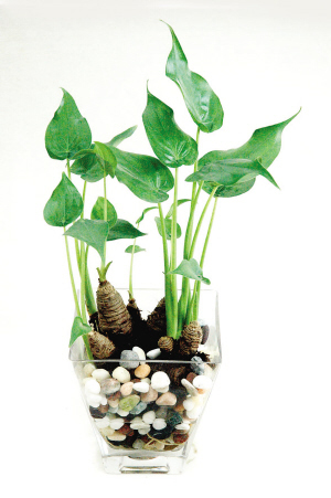 水培滴水觀音（yīn）