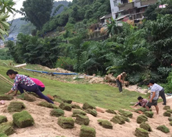 廣州大（dà）學城綠化工程