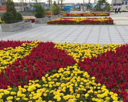 花卉租（zū）擺綠化工程