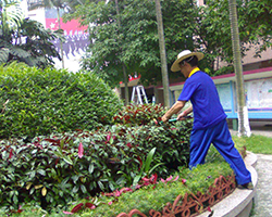 小區綠化養護