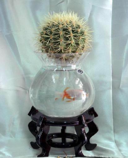 水培（péi）金虎