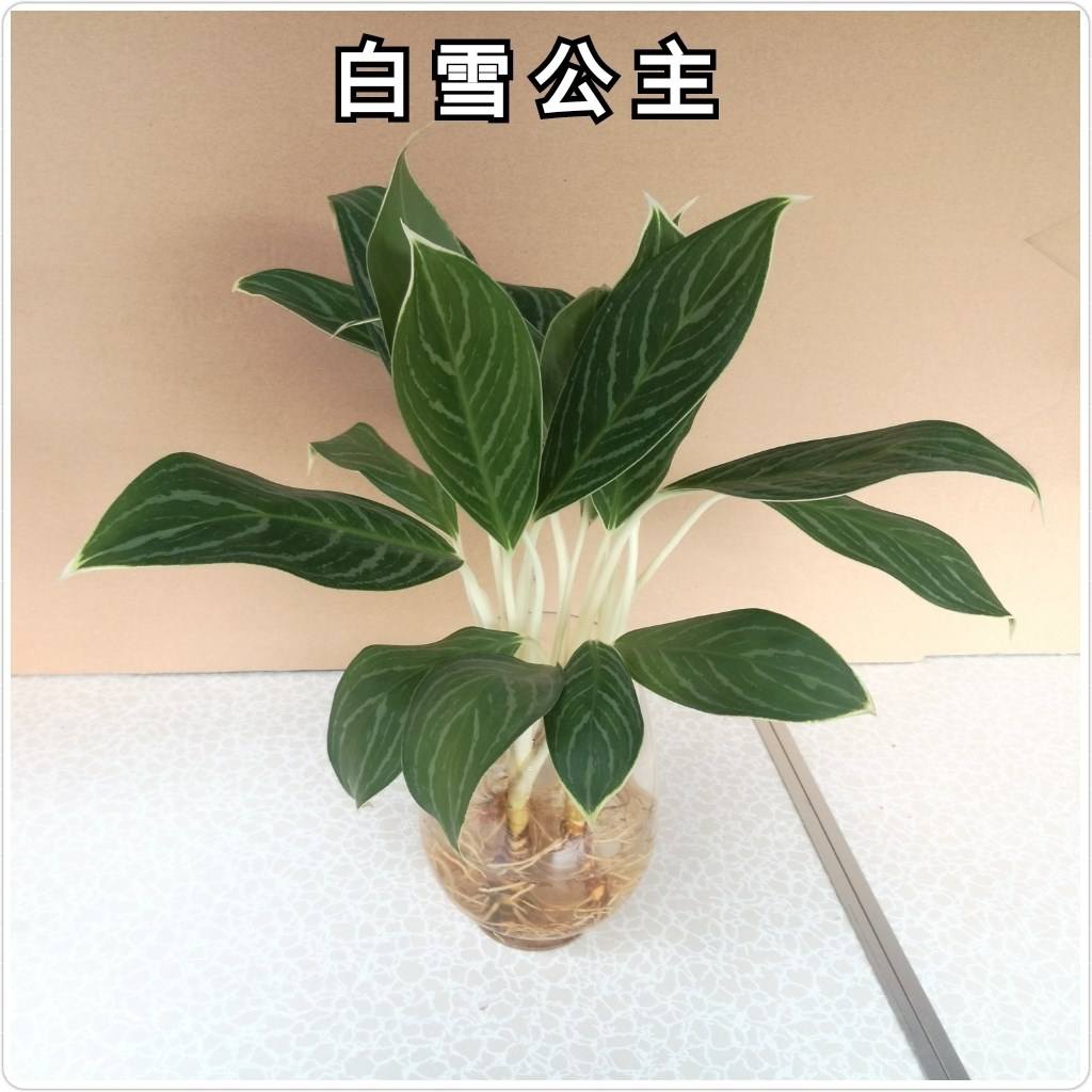 水培（péi）白（bái）雪公主