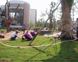 校園綠化養護（hù）修剪（jiǎn）工程