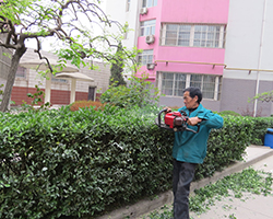綠化修（xiū）剪（jiǎn）養護2