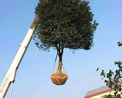 喬木移植（zhí）