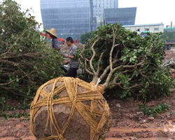 中（zhōng）岱廣場綠化工程